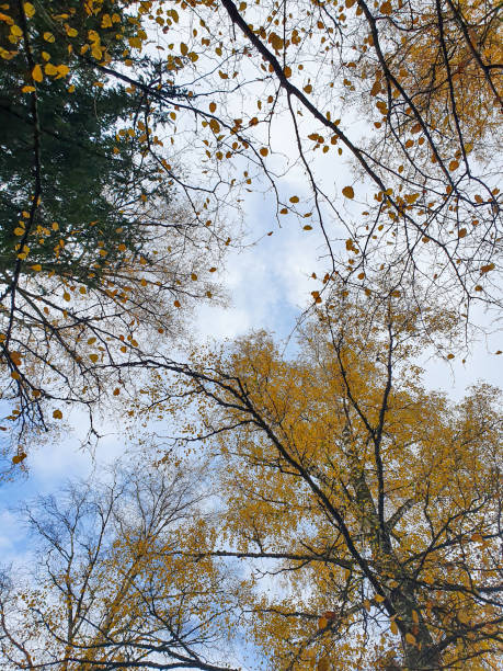 istock Low angle view of tree tops in forest 1283737463