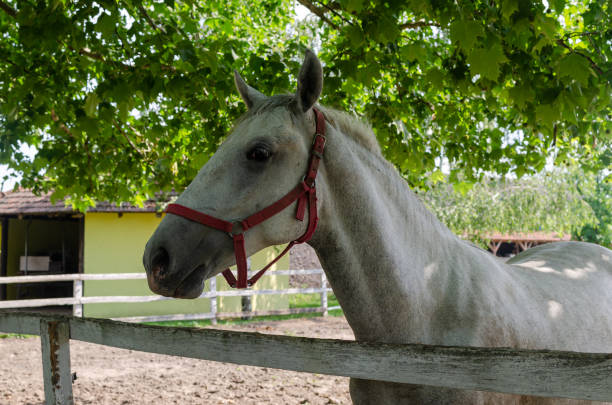Close-up of a white horse with trees in a background
