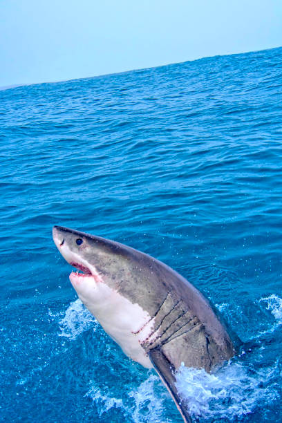 istock Great White Shark, Gansbaai, South Africa 1283738794