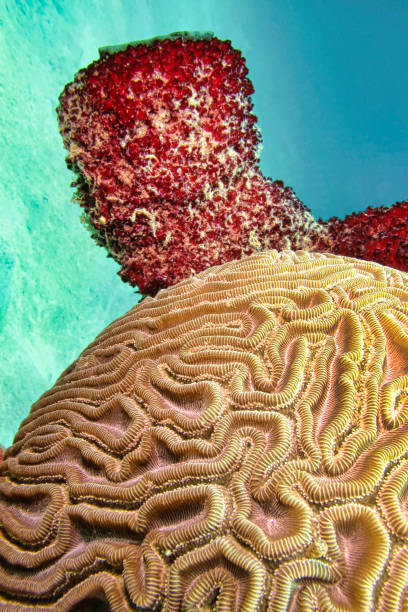 istock Coral Brain, Youth Island, Cuba 1283738869