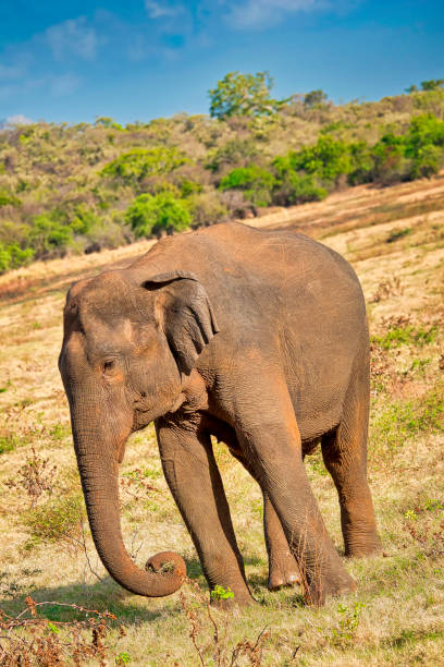 шри-ланки слон, национальный парк уилпатту, шри-ланка - sri lankan elephants стоковые фото и изображения