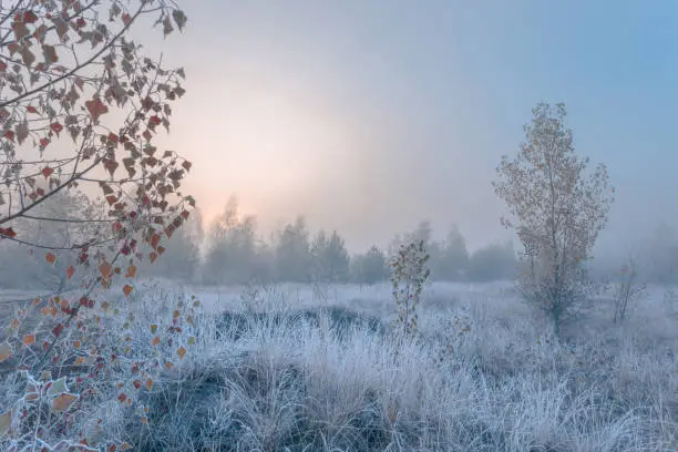 Photo of November dreamy frosty morning. Beautiful autumn misty cold sunrise landscape in blue tones. Fog and hoary frost at scenic high grass copse.