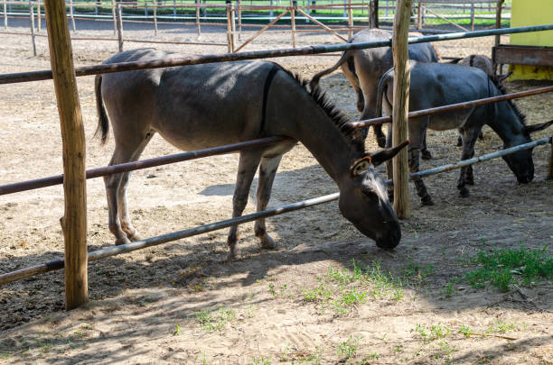 istock Donkeys on a farmland 1283739353