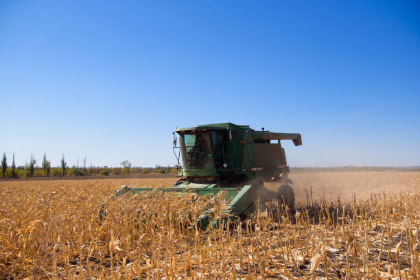 istock Harvesting corn field in autumn.Harvest working on corn field. 1283741883
