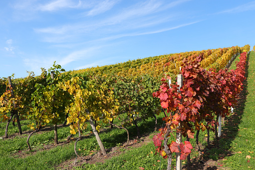Vineyard with multicolored foliage after the harvest - photographed uphill.