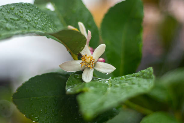 istock Lemon tree blossom with drops of water during autumn 1283744344