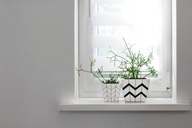 istock Two flower pots with geometric patterns with rhipsalis plants planted in them stand on windowsill with roller blind 1283744763