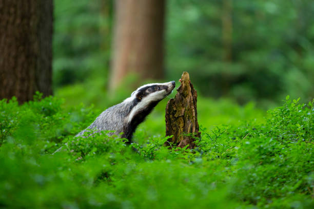 istock Badger looking for food on an old tree stump 1283744766