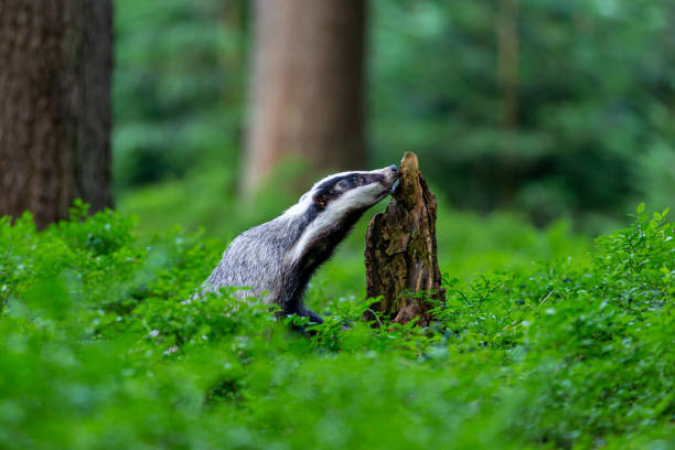 istock Badger looking for food on an old tree stump 1283744787