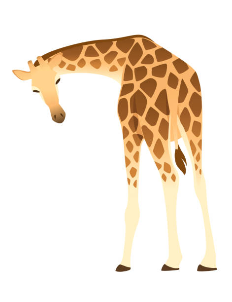 istock Mature giraffe african animal with long neck cartoon animal design flat vector illustration isolated on white background 1283744809