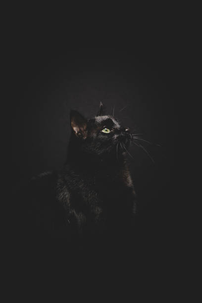 istock Beautiful black cat looking up elegant portrait 1283745550