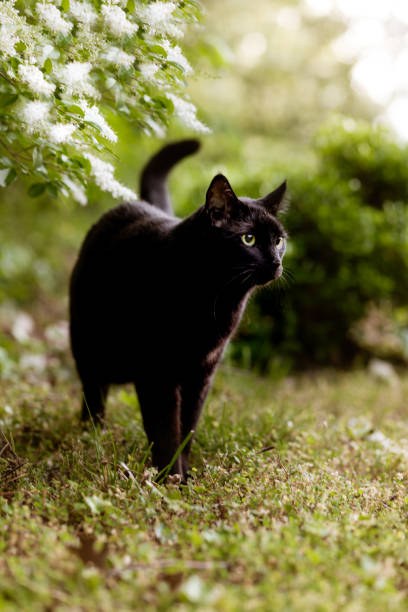 istock Beautiful black cat walking next to bushes 1283745557
