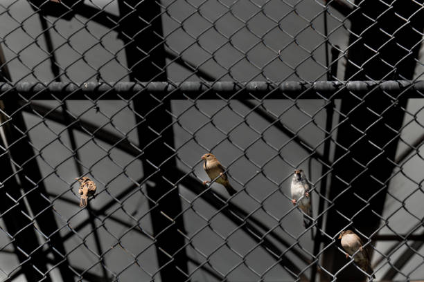 istock Four Carolina Wren birds on a chainlink fence 1283745587