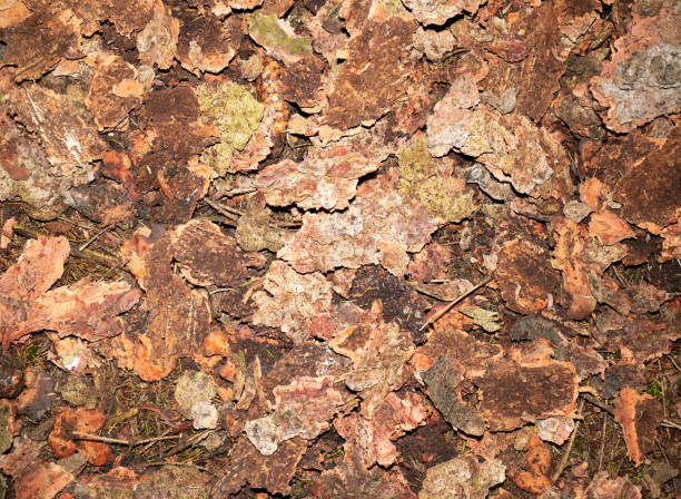 istock Bark beetle calamity. Economical and ecological catastrophe 1283745824