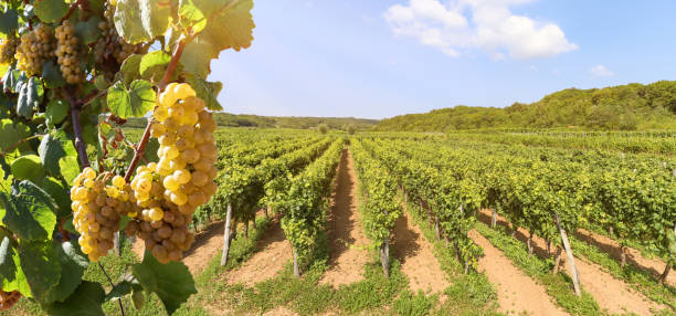 White wine grapes at a vineyard near a winery before harvest, Wine production in the tuscany area, Italy Europe White wine grapes at a vineyard near a winery before harvest, Wine production in the tuscany area, Italy Europe chardonnay grape stock pictures, royalty-free photos & images