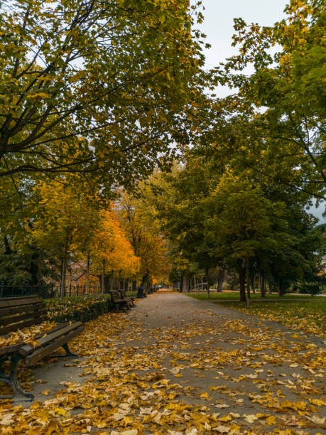 istock Path in park full of yellow fall leaves between high trees 1283746706