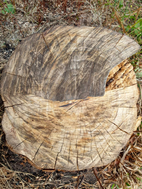 istock texture of a tree slice on a blurry background 1283747969
