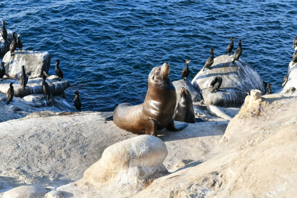 istock Sea Lions - La Jolla - San Diego 1283748142