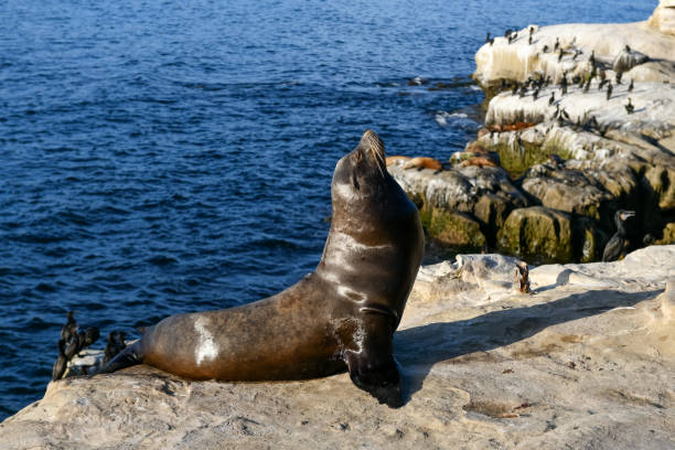 istock Sea Lions - La Jolla - San Diego 1283748212