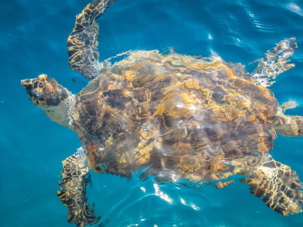 istock Sea turtle swims in blue underwater 1283748265