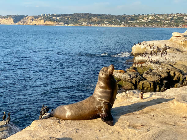 istock Sea Lions - La Jolla - San Diego 1283748292