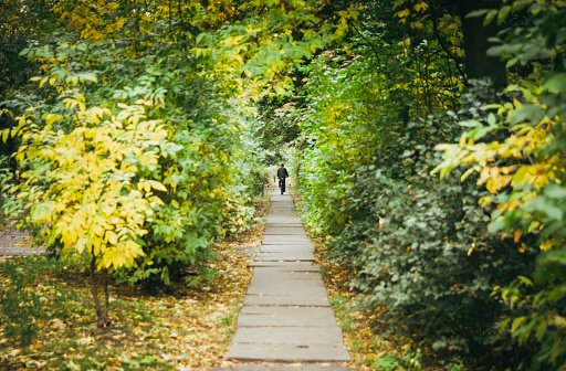 a man on a bicycle on an autumn path goes into the distance