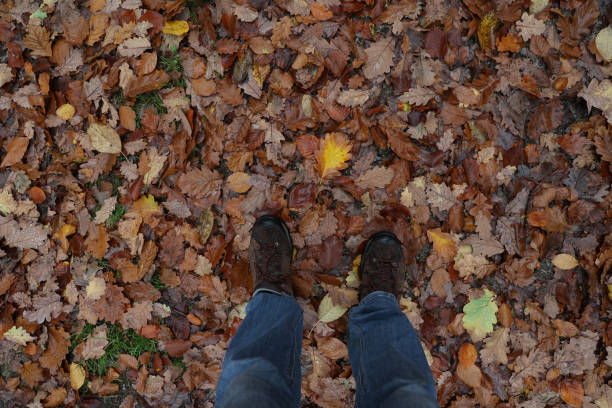 istock Fallen leaves from a tree in the forest in autumn 1283749960