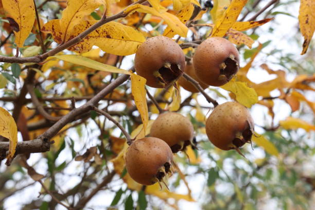 Fruit of Mespilus germanica, also named common medlar at a tree.
