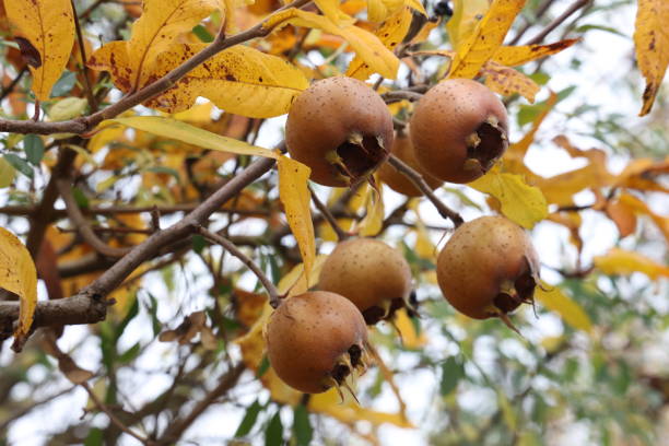 owoc mespilus germanica, również nazwany pospolity medlar na drzewie - germanica zdjęcia i obrazy z banku zdjęć