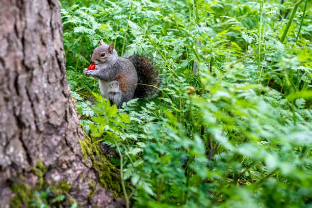 Stock photo of Grey Squirrel in woodland. Its Latin name is Sciurus carolinensis and considered a nuisance in British woodland as it had been introduced in the country in 1800's.