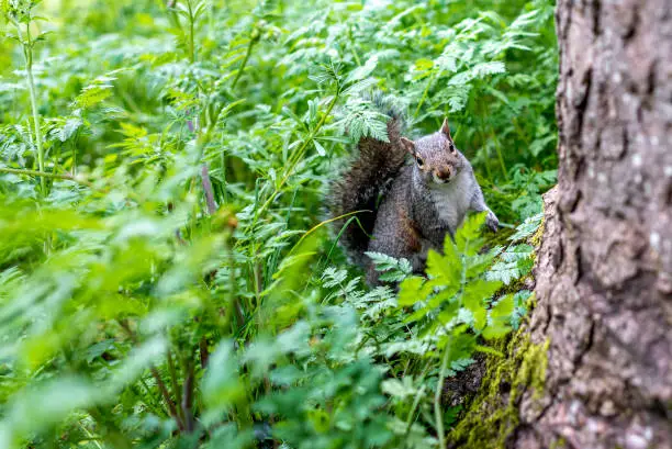 Stock photo of Grey Squirrel in woodland. Its Latin name is Sciurus carolinensis and considered a nuisance in british woodland as it had been introduced in the country in 1800's.