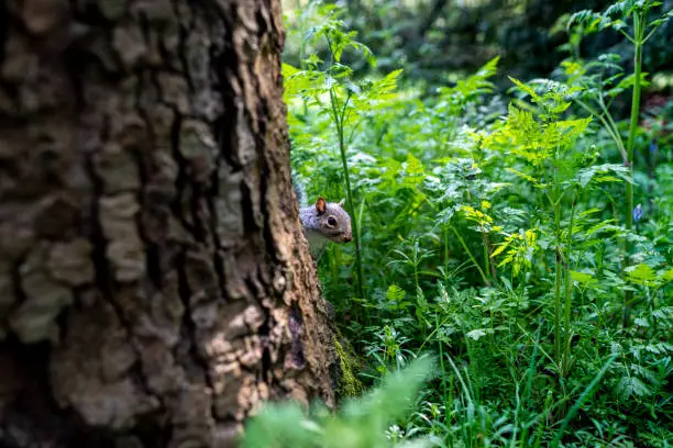Stock photo of Grey Squirrel in woodland. Its Latin name is Sciurus carolinensis and considered a nuisance in British woodland as it had been introduced in the country in 1800's.