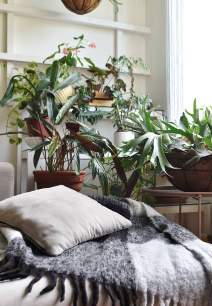 istock pillow and warm blanket in front flowers still life 1283753462