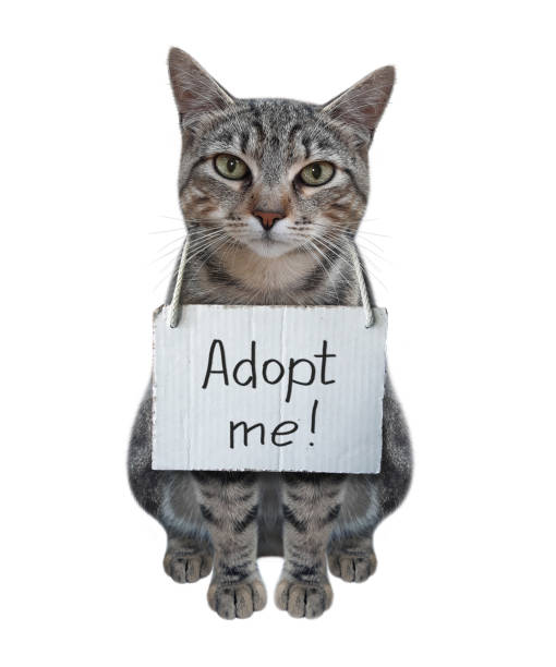 istock Cat with poster on his neck 1283753538