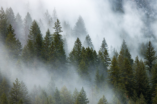 Morning fog at North Cascades National Park
