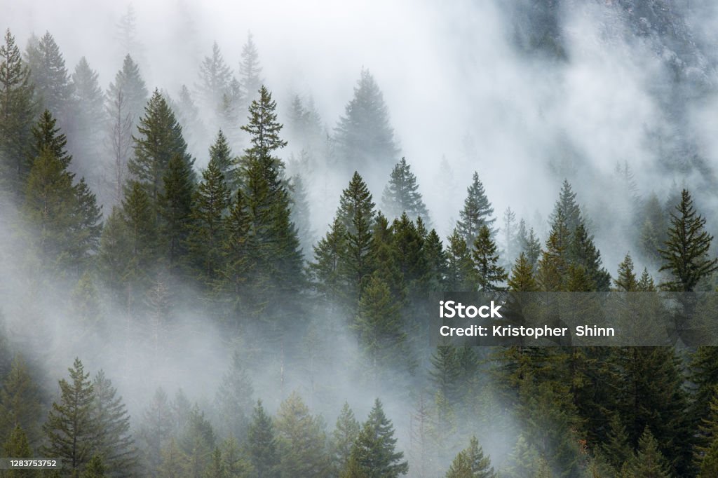 Forest Fog Morning fog at North Cascades National Park Pacific Northwest Stock Photo