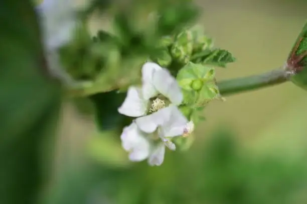 Malva parviflora flowers / Malvaceae herb