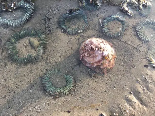 Seasnail and anemones in the tide pool