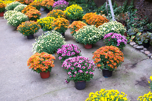 Colorful feverfew flowers in the garden.