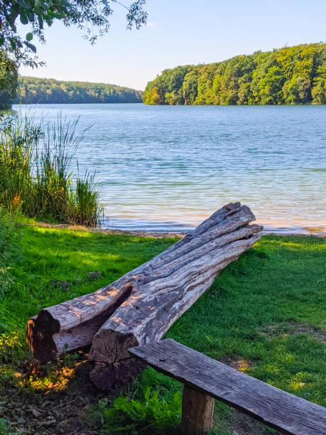 istock Old tree trunk lies on the lake shore 1283754669