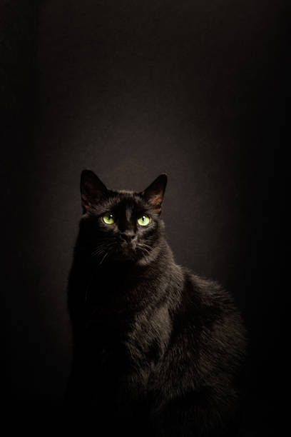 schöne schwarze katze suchen nach oben elegante porträt - gee gee stock-fotos und bilder
