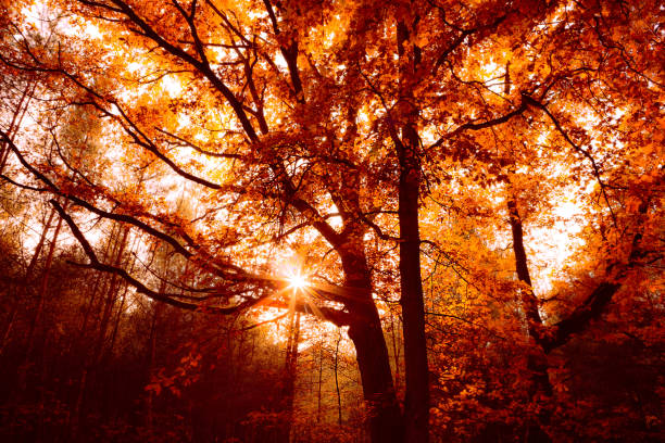 istock Autumn (fall) forest - gold landscape with beautiful old oak tree and sun rays. 1283754790