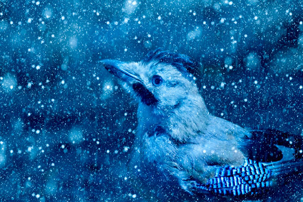 Winter season and birds. Falling snow. Blue nature background. Eurasian Jay. Winter nature and animals. eurasian jay photos stock pictures, royalty-free photos & images