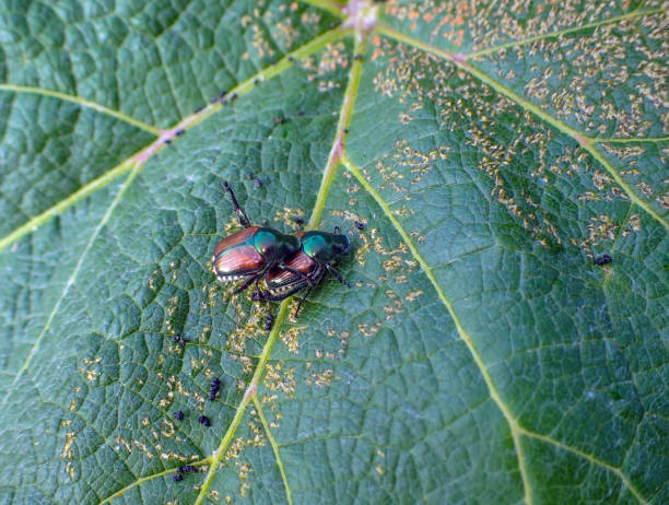 istock A pair of japanese beetles on a grape leaf in Missouri 1283754995