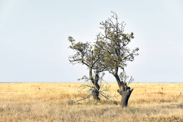 Free Stock Photo of Lone big tree in field of dry grass under blue sky ...