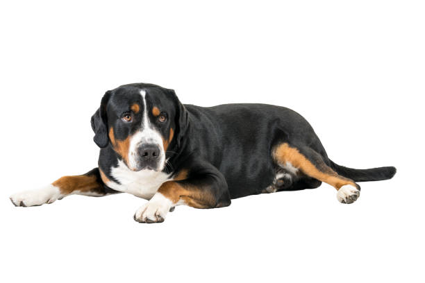 istock Greater Swiss Mountain Dog lying down sideways and looking into the camera 1283755987