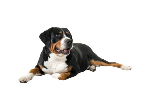 istock Greater Swiss Mountain Dog lying down sideways and looking away from the camera 1283756003