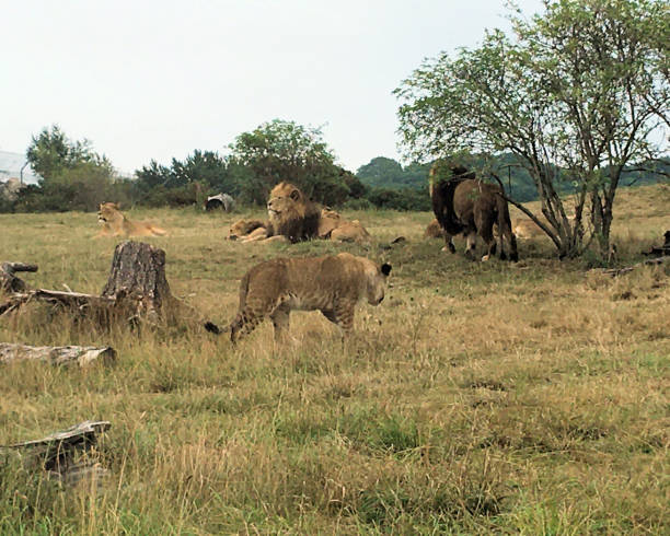 istock A view of a Lion 1283756018