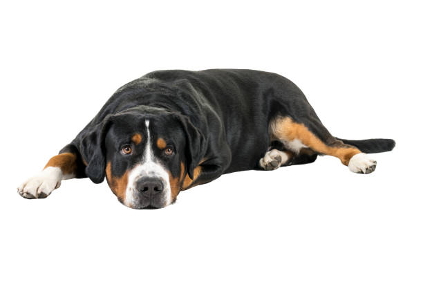 istock Greater Swiss Mountain Dog lying down sideways and looking into the camera 1283756039