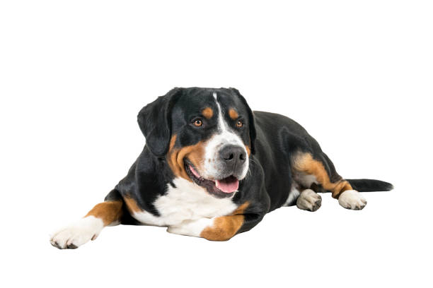 istock Greater Swiss Mountain Dog lying down sideways and looking into the camera 1283756078